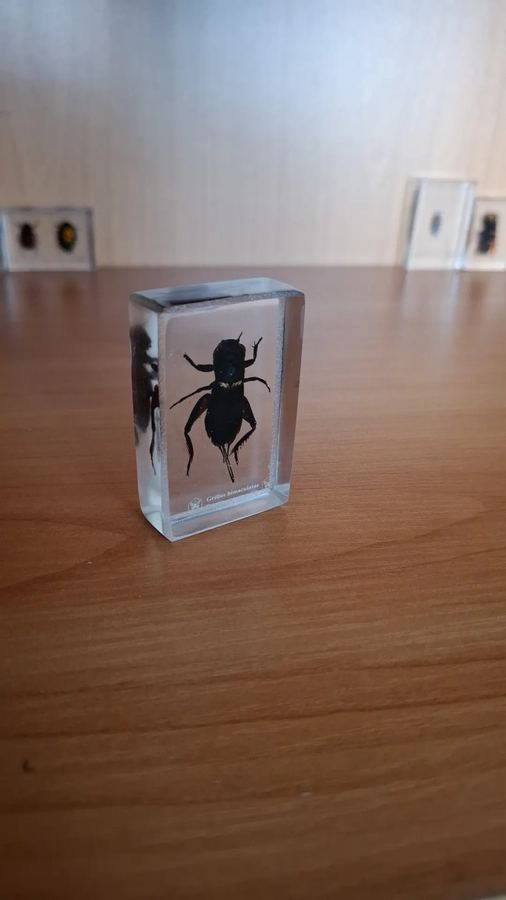 Двупятнистый сверчок, Gryllus bimaculatus