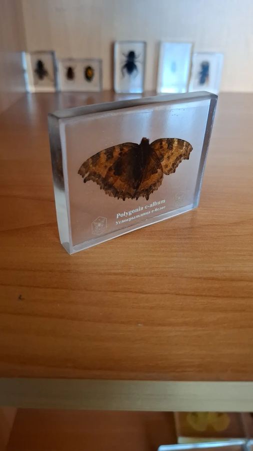 Углокрыльница c-белое, Polygonia c-album