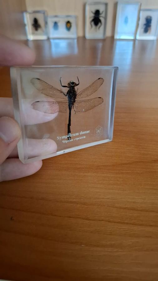 Чёрная стрекоза, Sympetrum danae
